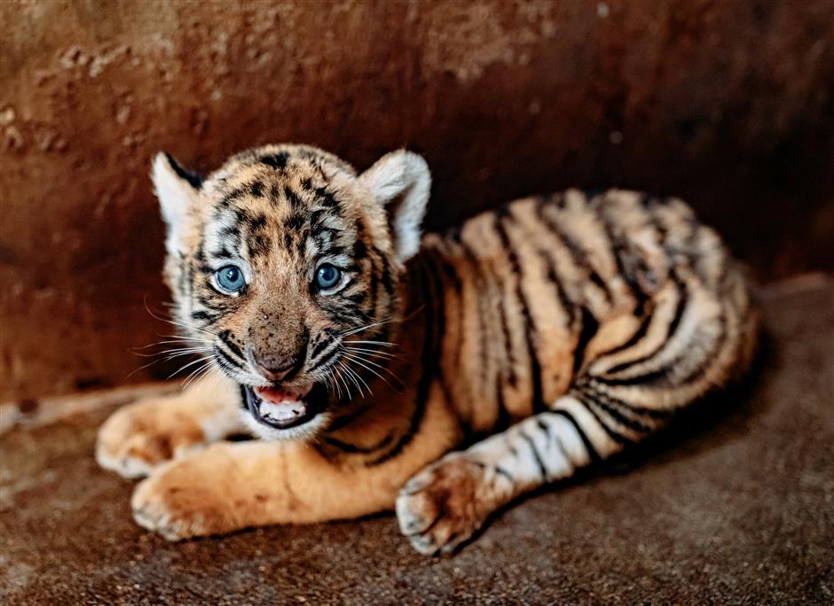 tigercub